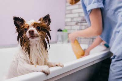 Pet Grooming and Pet Sitting Insurance in La Mesa, CA by CRR Insurance Services, Inc.