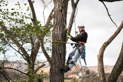 Tree Trimming Insurance in La Mesa, CA by CRR Insurance Services, Inc.