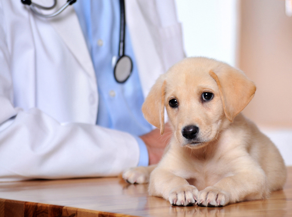 All of California Pet Clinic Insurance